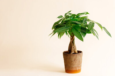 Money Tree